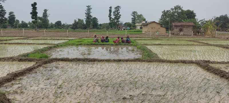 कोशीमा १४ प्रतिशत रोपियो धान